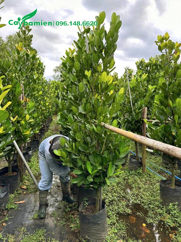 Công nhân đang kiểm tra, chăm sóc vườn dâm ủ cây Phúc lâu năm