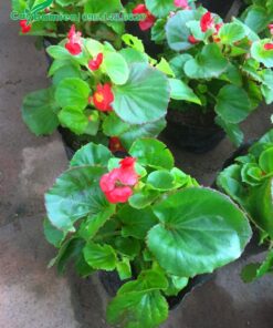 Cây Thu Hải Đường con mới ra hoa vụ đầu tiên