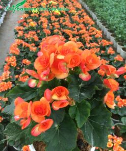 Hoa Thu Hải Đường màu cam đặc biệt xinh đẹp