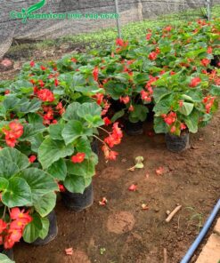 Thu Hải Đường rủ đang nuôi tại nhà vườn