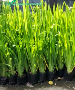 Cây Lan Lúa đẹp, lá hình mũi kiếm thẳng vút