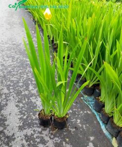 Chiều cao 50cm những bầu cây lan lúa đẹp và xanh tươi