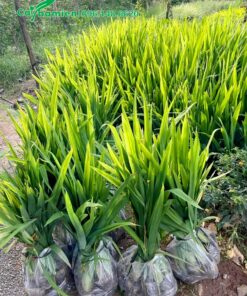 Đóng gói cây Lan Lúa trưởng thành, chiều cao khoảng 60cm