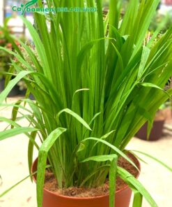 Chậu trồng cây Lan Lúa kích cao 60cm, bụi cây lớn