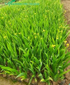 Lan Lúa trồng công trình đang sẵn hoa