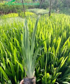 Tuyển chọn những cây Lan Lúa đẹp, xanh tốt