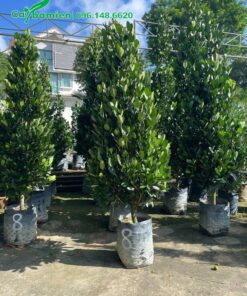 Cây Phúc công trình cao từ 2m trở lên