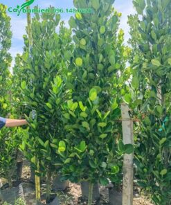 Cây Phúc cao từ 2,5 - 3,5m