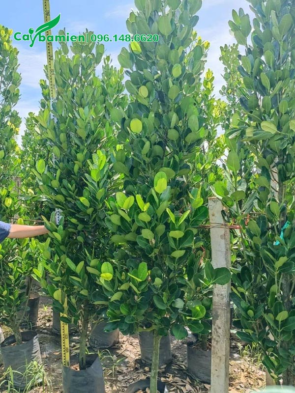 Cây Phúc cao từ 2,5 - 3,5m