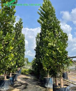 Vườn dưỡng ủ cây Phúc lâu năm chiều cao từ 3 - 4m