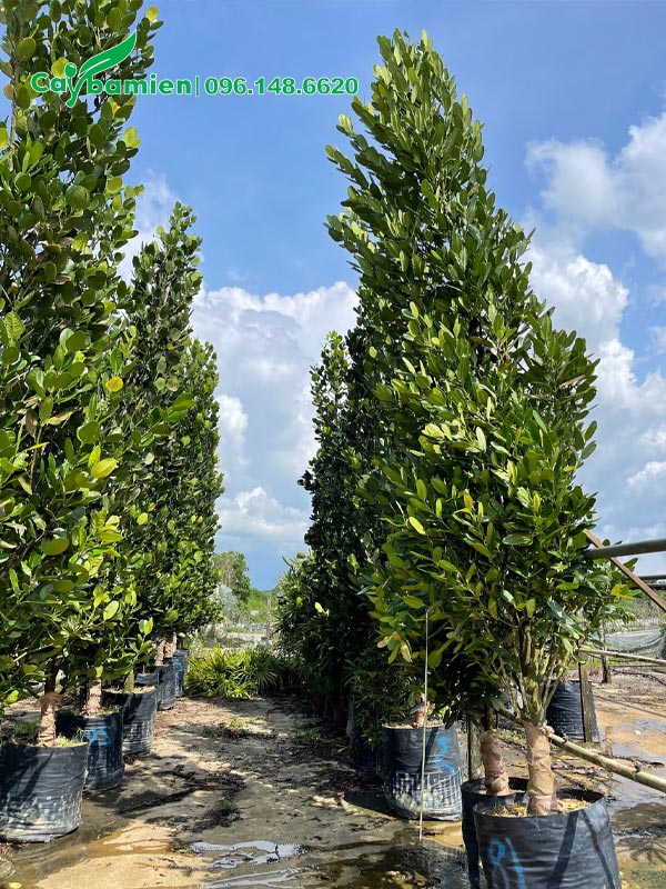 Vườn dưỡng ủ cây Phúc lâu năm chiều cao từ 3 - 4m