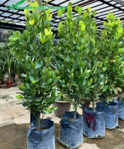 Chọn cây Phúc để làm cảnh trang trí nội thất, chiều cao khoảng 1 - 1,5m