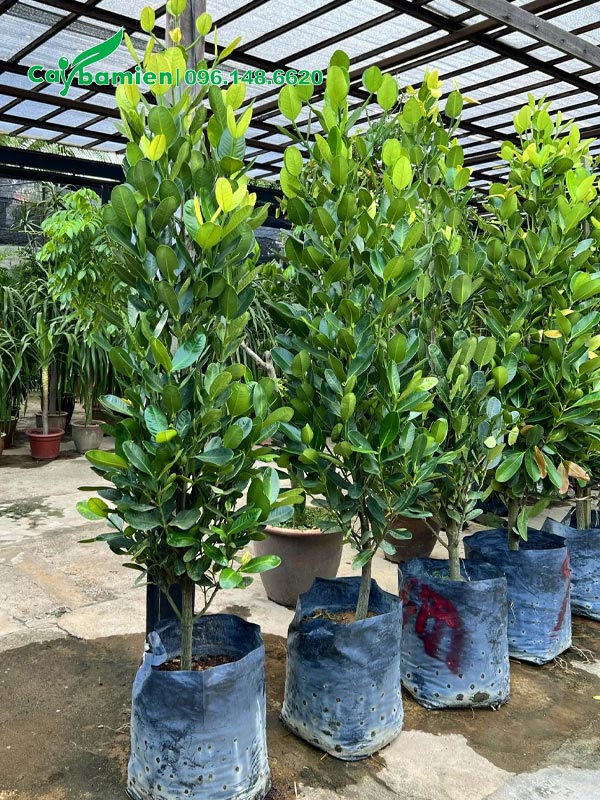 Chọn cây Phúc để làm cảnh trang trí nội thất, chiều cao khoảng 1 - 1,5m