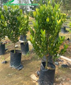 Vườn nuôi trồng cây Phúc cao hơn 1m