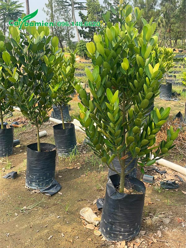 Vườn nuôi trồng cây Phúc cao hơn 1m