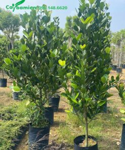 Cây Phước giá rẻ, cao từ 1 - 1,5m