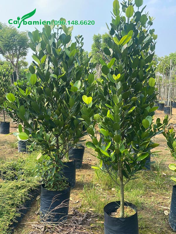 Cây Phước giá rẻ, cao từ 1 - 1,5m