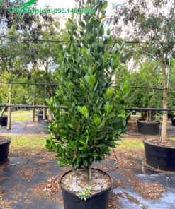 Trồng cây Phúc trong chậu nhựa có đường kính 40 - 45cm