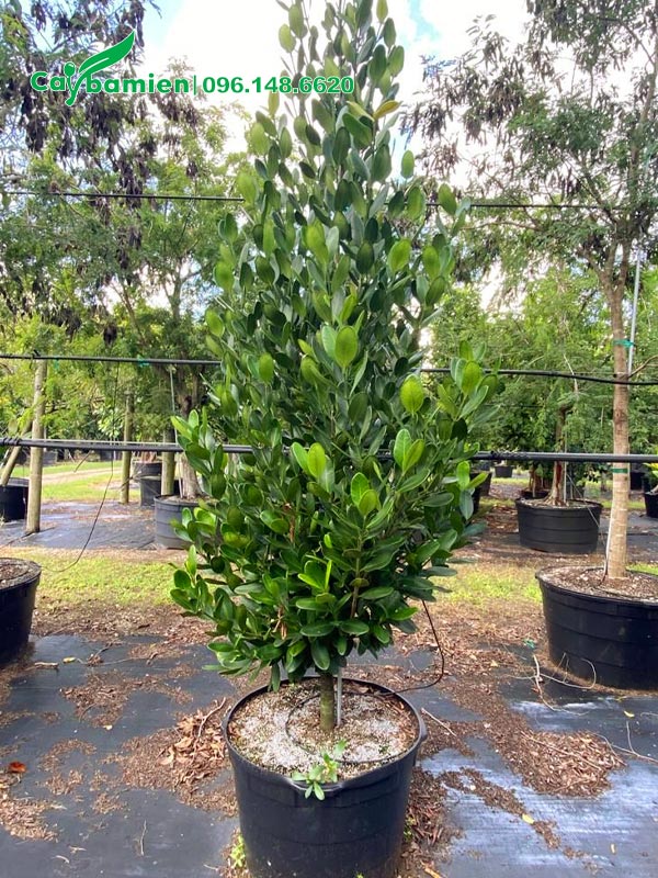 Trồng cây Phúc trong chậu nhựa có đường kính 40 - 45cm