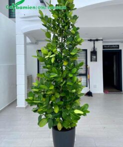 Cây Phúc trồng chậu cảnh trang trí trong nhà