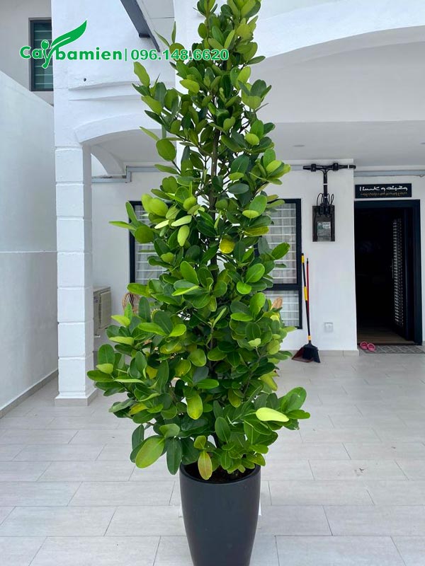 Cây Phúc trồng chậu cảnh trang trí trong nhà