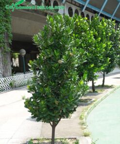 Hàng cây Phúc trồng trên vỉa hè đường phố