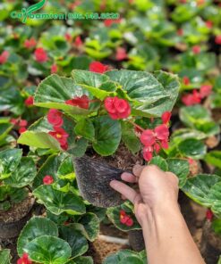 Thu Hải Đường có hoa màu đỏ, chiều cao khoảng 15cm