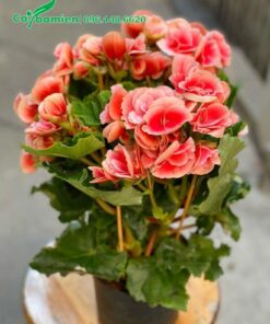 Hoa màu đỏ hồng xinh đẹp của cây Thu Hải Đường kép