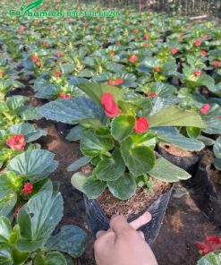 Nhà vườn nuôi trồng cả nghìn chậu Thu Hải Đường chiều cao 25cm