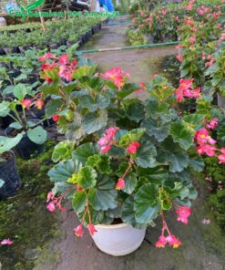 Chậu cây hoa Thu Hải Đường rủ màu hồng