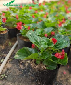 Thu Hải Đường giống chiều cao 12 - 15cm không tính bầu