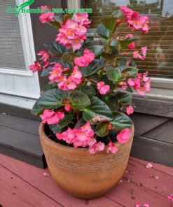 Chậu hoa Thu Hải Đường màu hồng trồng lâu năm