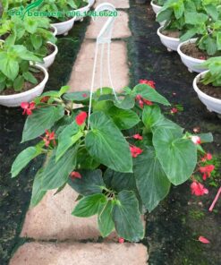 Giỏ cây Thu Hải Đường tủ lá có kích thước lớn