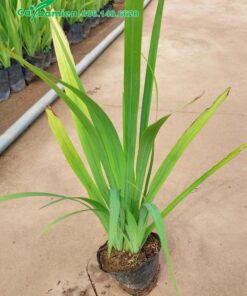 Mỗi bầu cây Lan Lúa có 2 - 4 thân