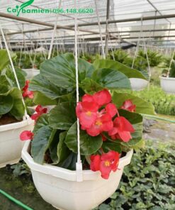 Thu Hải Đường hoa đỏ trồng trong giỏ treo bằng nhựa màu trắng