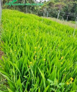 Vườn cây Lan Lúa đang ra hoa, sắc hoa vàng nổi bật trên nền lá xanh