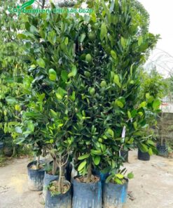 Khoảng 1- cây Phúc cao 2m đã chọn lựa kỹ lưỡng để chuyển cho khách hàng