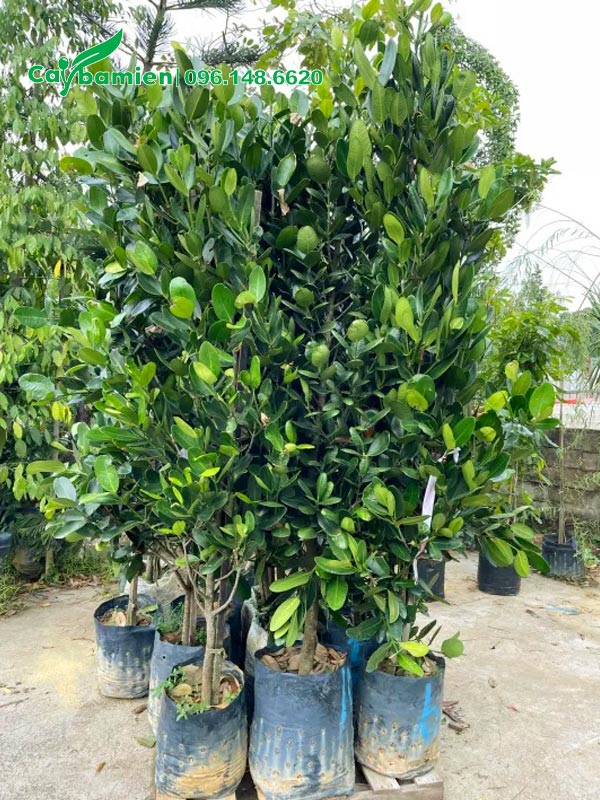 Khoảng 1- cây Phúc cao 2m đã chọn lựa kỹ lưỡng để chuyển cho khách hàng