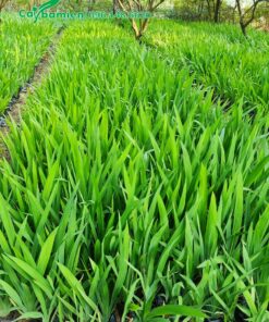 Những luống cây Lan Lúa xanh mướt