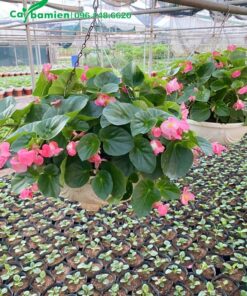 Thu Hải Đường rủ hoa màu hồng, cánh đơn xinh đẹp