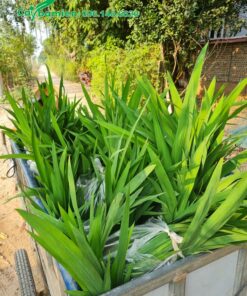 Xếp từng bịch cây Lan Lúa lên xe kéo