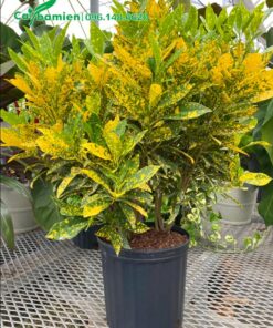 Cây Cô Tòng Lá Đốm trưởng thành cao 40 - 50cm