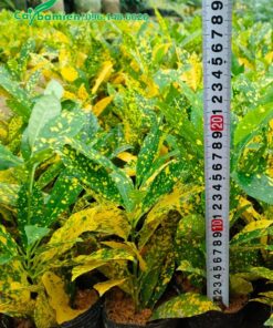 Vườn cây giống cô tòng lá đốm chiều cao khoảng 20cm