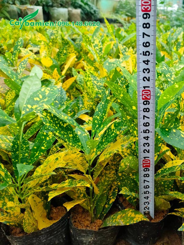 Vườn cây giống cô tòng lá đốm chiều cao khoảng 20cm