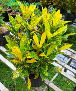 Chậu cây cô tòng lá đốm trang trí sân vườn đẹp