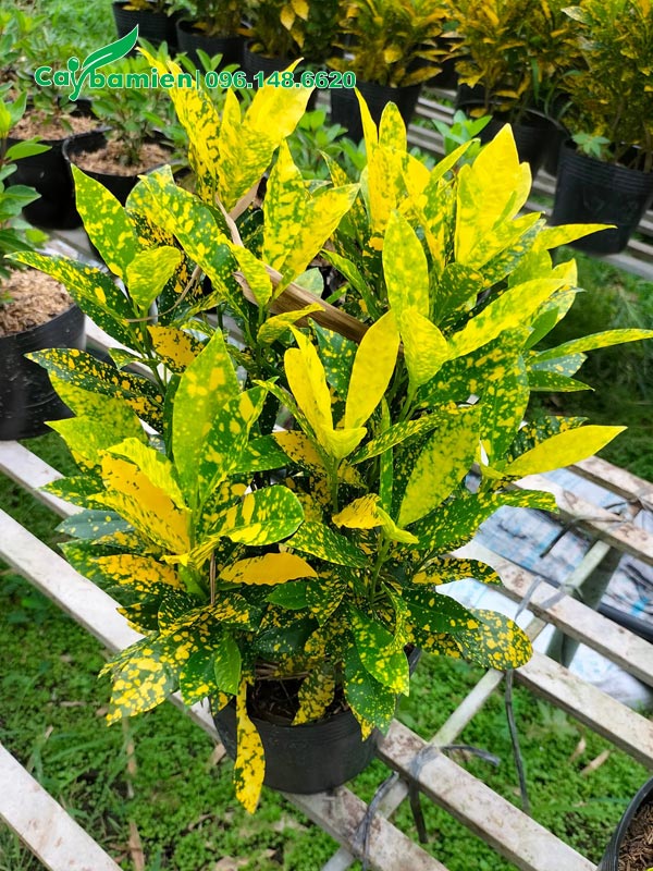 Chậu cây cô tòng lá đốm trang trí sân vườn đẹp