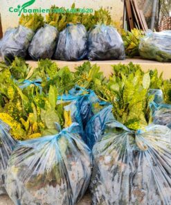 Hàng chục túi cây Cô Tòng Lá Đốm đã đóng gói cẩn thận