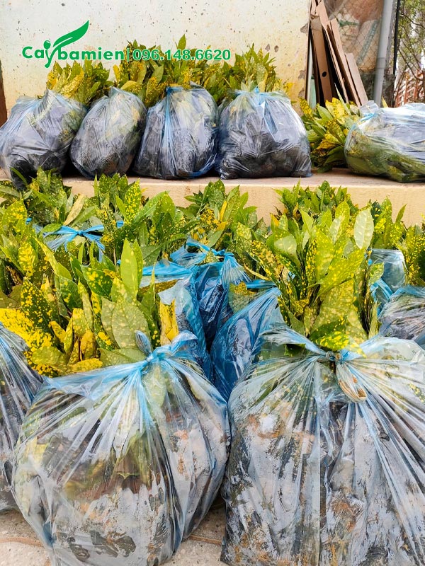 Hàng chục túi cây Cô Tòng Lá Đốm đã đóng gói cẩn thận