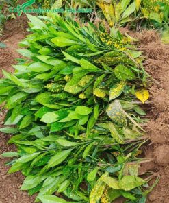 Cô Tòng Lá Đốm giống mới nhổ, chiều cao khoảng 35cm