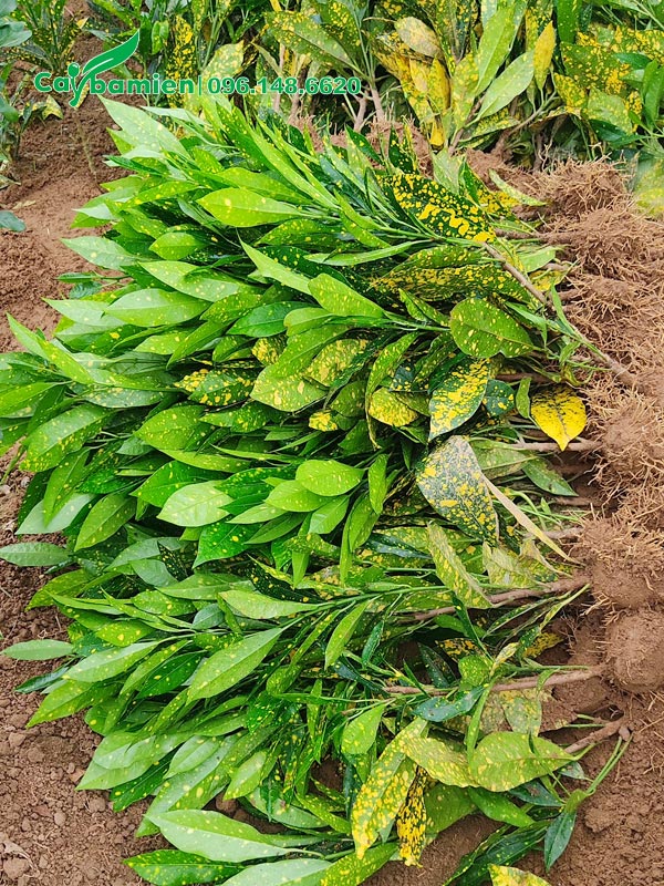 Cô Tòng Lá Đốm giống mới nhổ, chiều cao khoảng 35cm